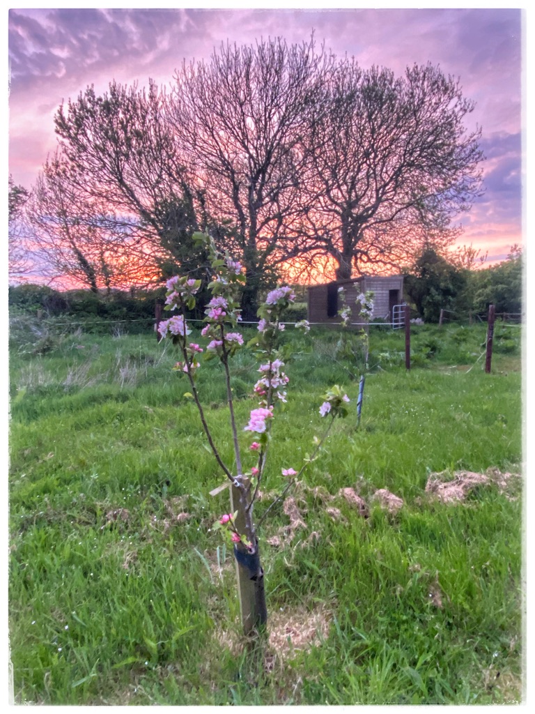 A sapling in blossom in Ireland is an awe-inspiring sign of spring. a reminder of our instinctive need to notice the beauty of nature. (Image © Joyce McGreevy)