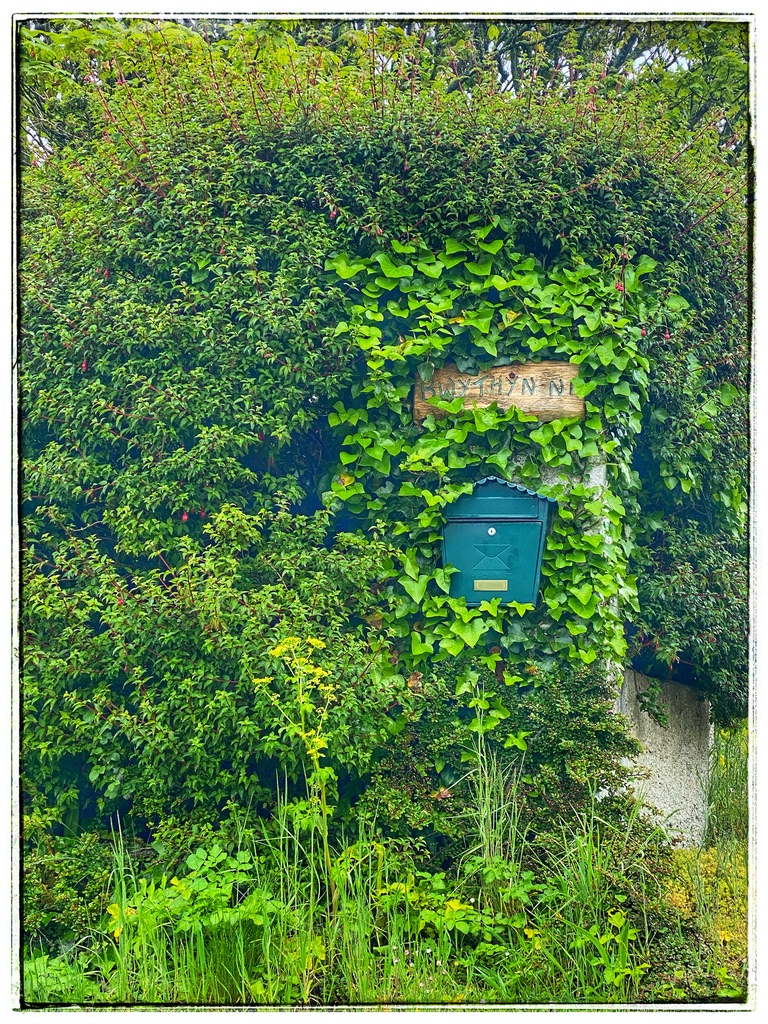 A postbox overgrown with native plants in Ireland is an awe-inspiring reminder that as the world went into lockdown during the pandemic, nature reasserted its power. (Image © Joyce McGreevy)