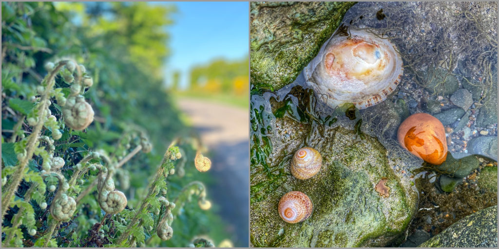 A collage of Irish roadside ferns and sea shells is a reminder that noticing nature’s patterns fosters a cultural attitude of wanting to protect the environment and preserve its awe-inspiring beauty. (Image © Joyce McGreevy)