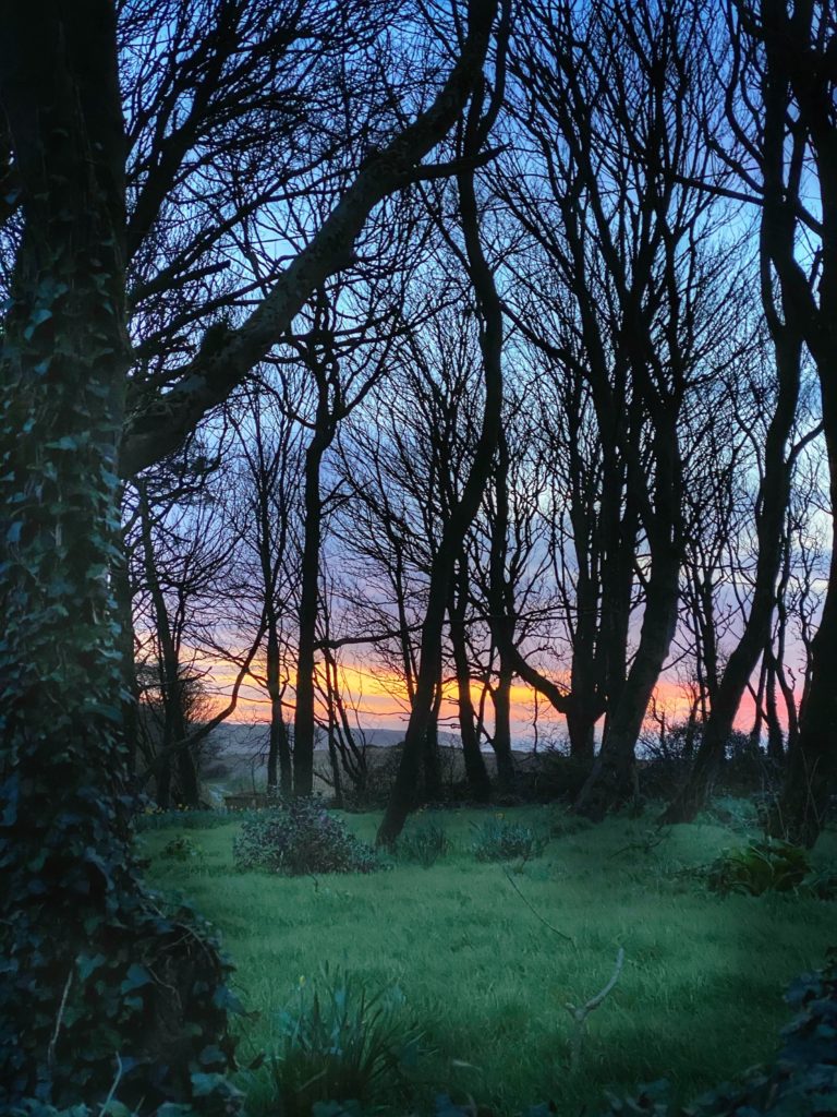 A sunset glimmering through a grove of sycamore trees in Ireland is awe-inspiring, a reminder to notice nature every day and night . (Image © Joyce McGreevy)