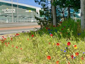 A meadow at Dublin Airport during the pandemic offers a moment of respite worth noting in on air traveler’s diary. (Image © Joyce McGreevy)