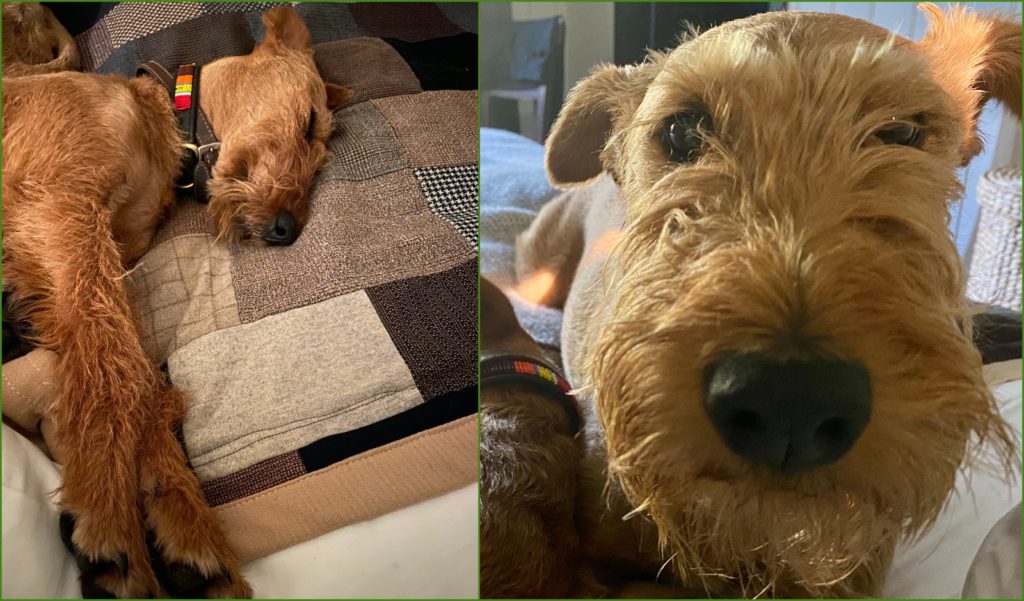 Photos of Irish terriers have a calming effect on an anxious air traveler who’s flying “on a wing and prayer” during the pandemic, as noted in her travel diary. (Image © Joyce McGreevy)