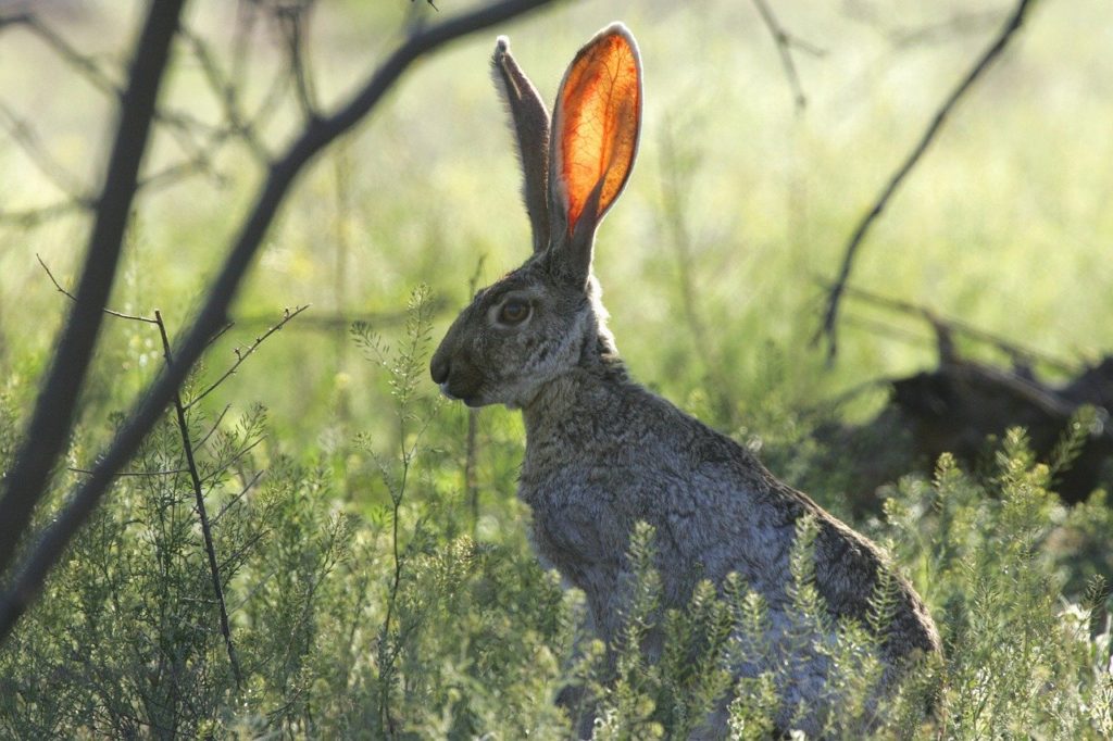 A jackrabbit with ears alert to the least sound reminds the author that listening to nature is one aspect of the mindful listening celebrated by the community on World Listening Day July 18. (Image © by Joyce McGreevy)